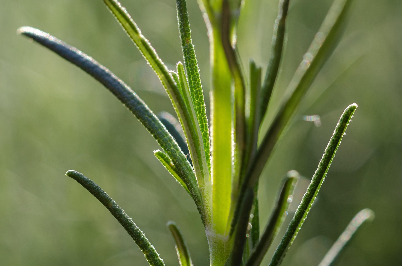 Trico Rosmarinus funziona veramente? Scopri se è una truffa o un vero aiuto